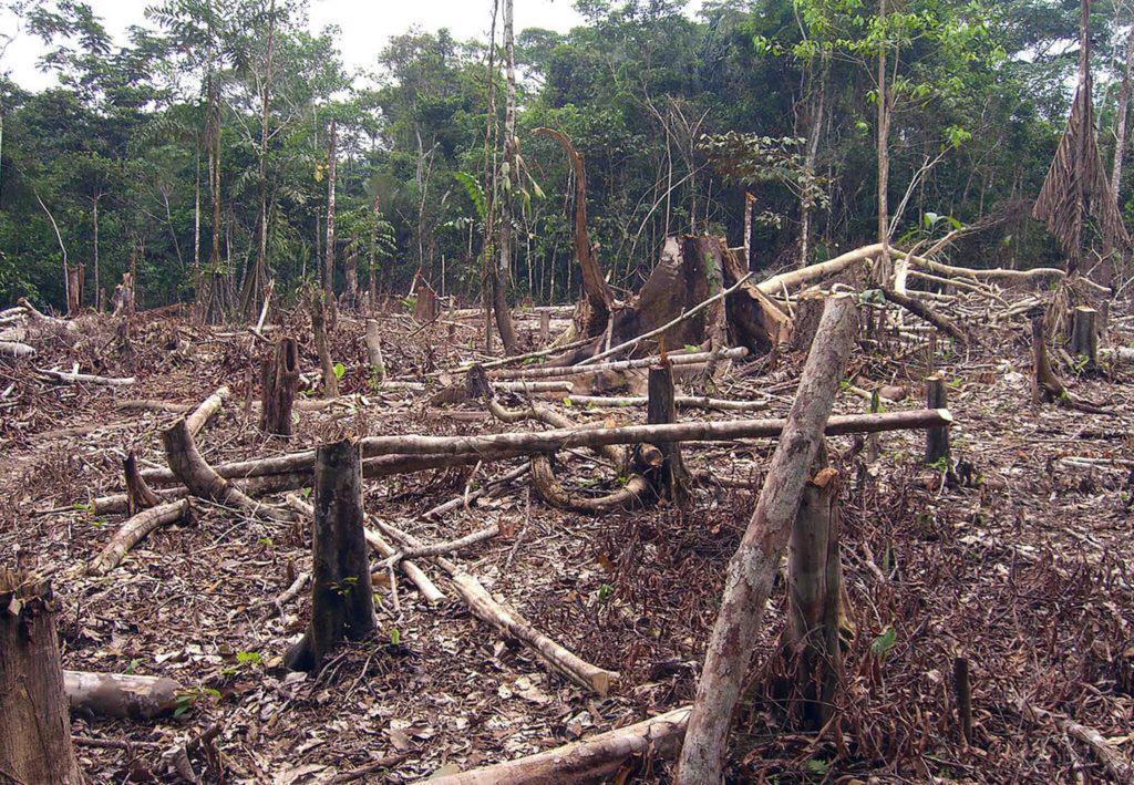 México se suma a la alianza mundial contra la deforestación