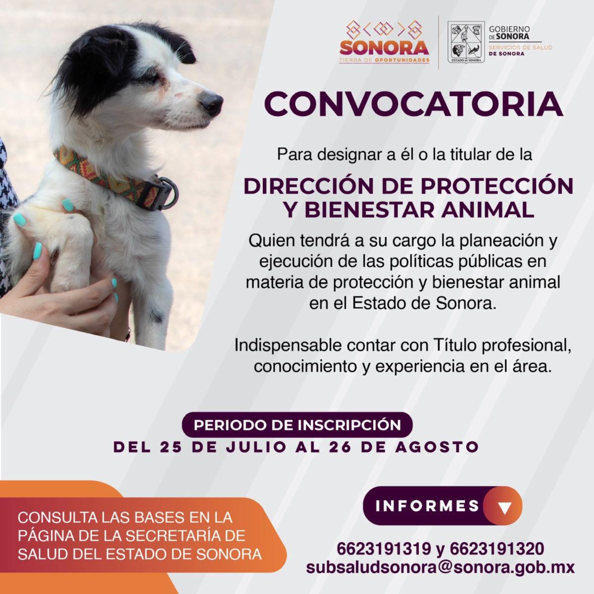 Gobierno de Sonora y sociedad lanzan convocatoria para titularidad de la Dirección de Protección y Bienestar Animal