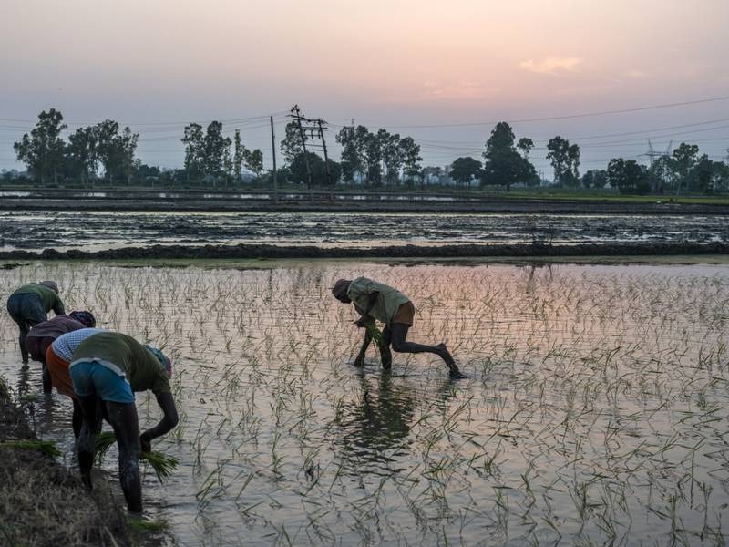 India siembra menos hectáreas de arroz, ¿Una nueva preocupación mundial?