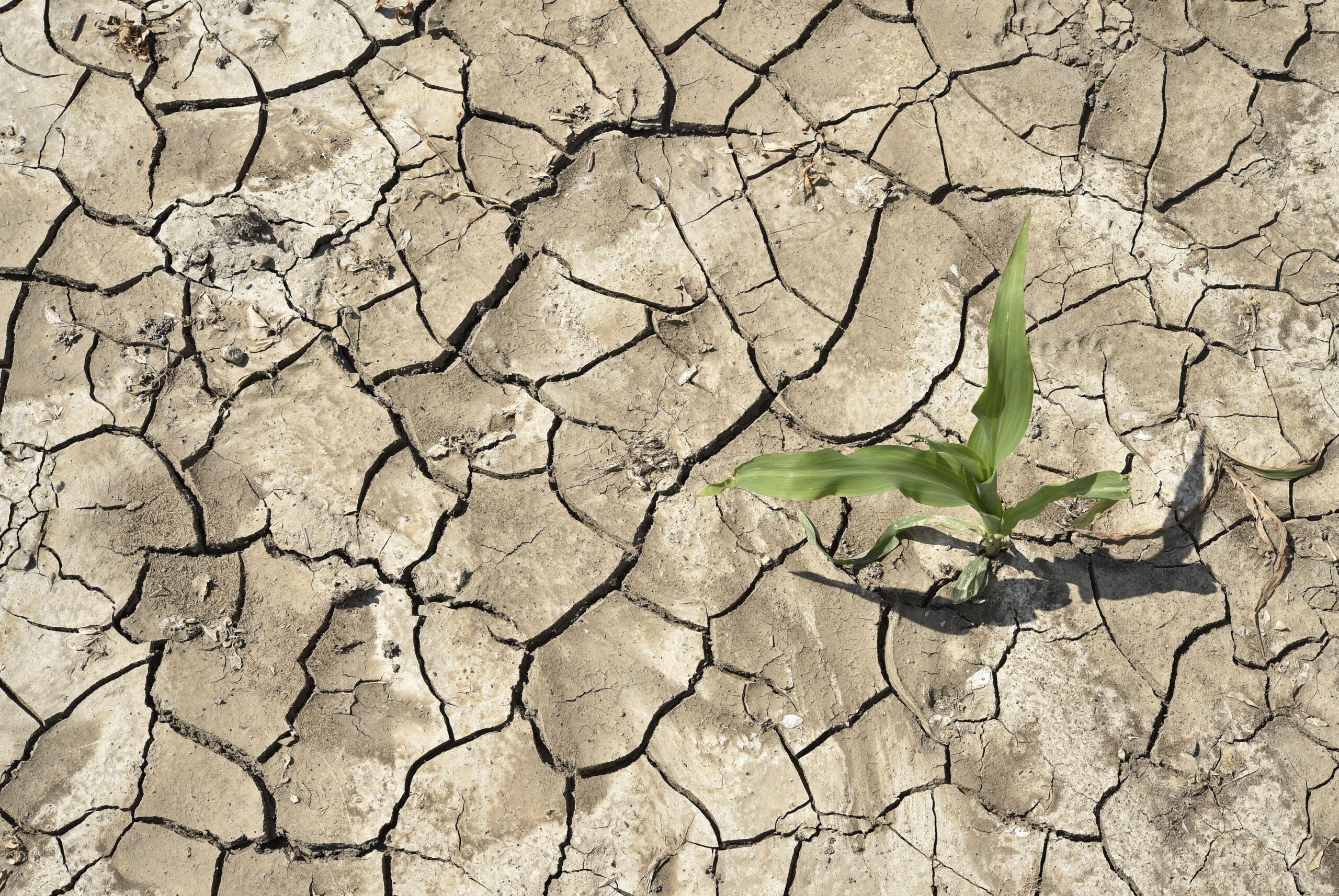 Llegó la lluvia para mitigar la sequía en Sonora | Editorial