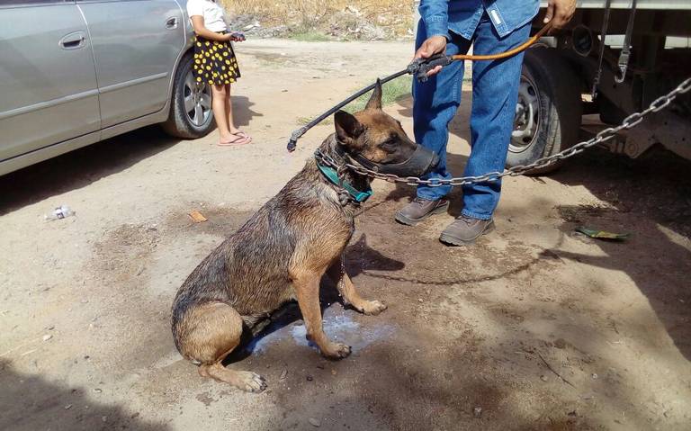 Dirección de salud de Cajeme trabaja en programa para rescate de perros