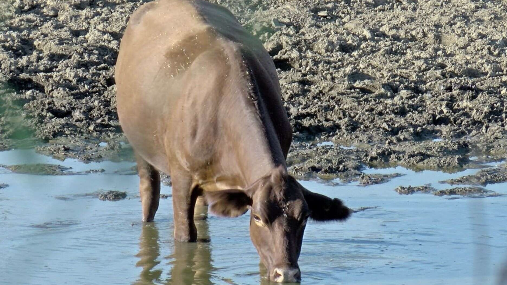 Estrés hídrico en Sonora preocupa a sectores productivos