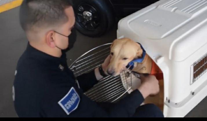 Jubila Policía Estatal a “Pluto” con honores Jubila Policía Estatal a “Pluto” con honores