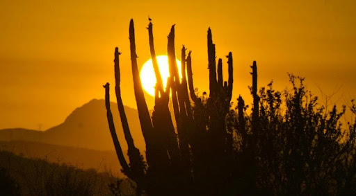 La riqueza de Sonora y sus oportunidades de ‘oro’