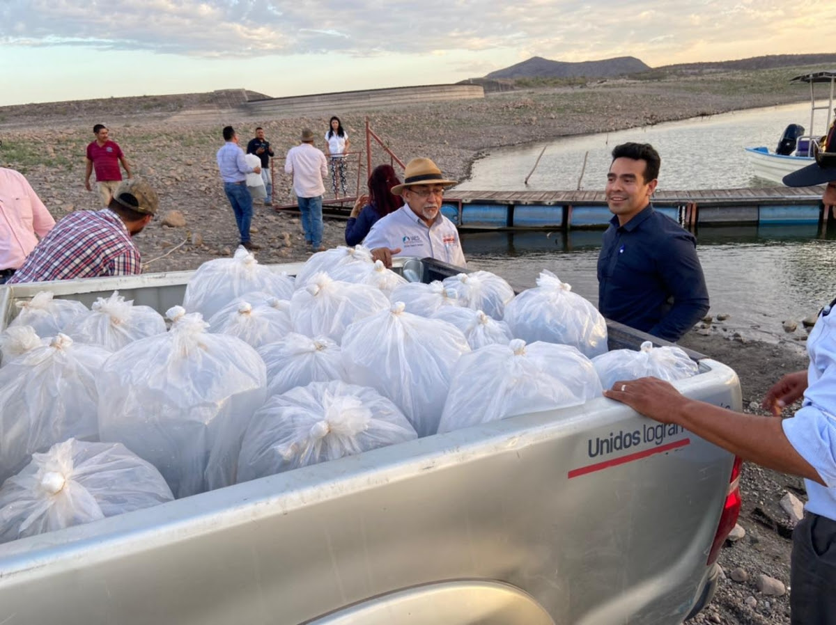 Trabajan coordinadamente Secretaría de Agricultura y Ayuntamiento de Cajeme para buscar la sustentabilidad de la pesca de tilapia Trabajan coordinadamente Secretaría de Agricultura y Ayuntamiento de Cajeme para buscar la sustentabilidad de la pesca de tilapia