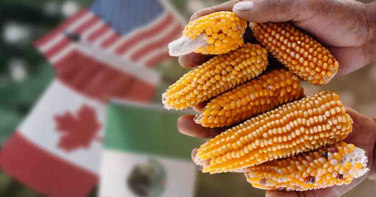 La batalla del maíz transgénico: Desafíos comerciales y diplomáticos en América del Norte | Editorial 1177