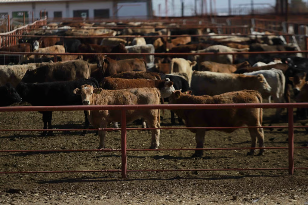 SONORA STAR | El gusano barrenador es un auténtico peligro para la economía de Sonora…