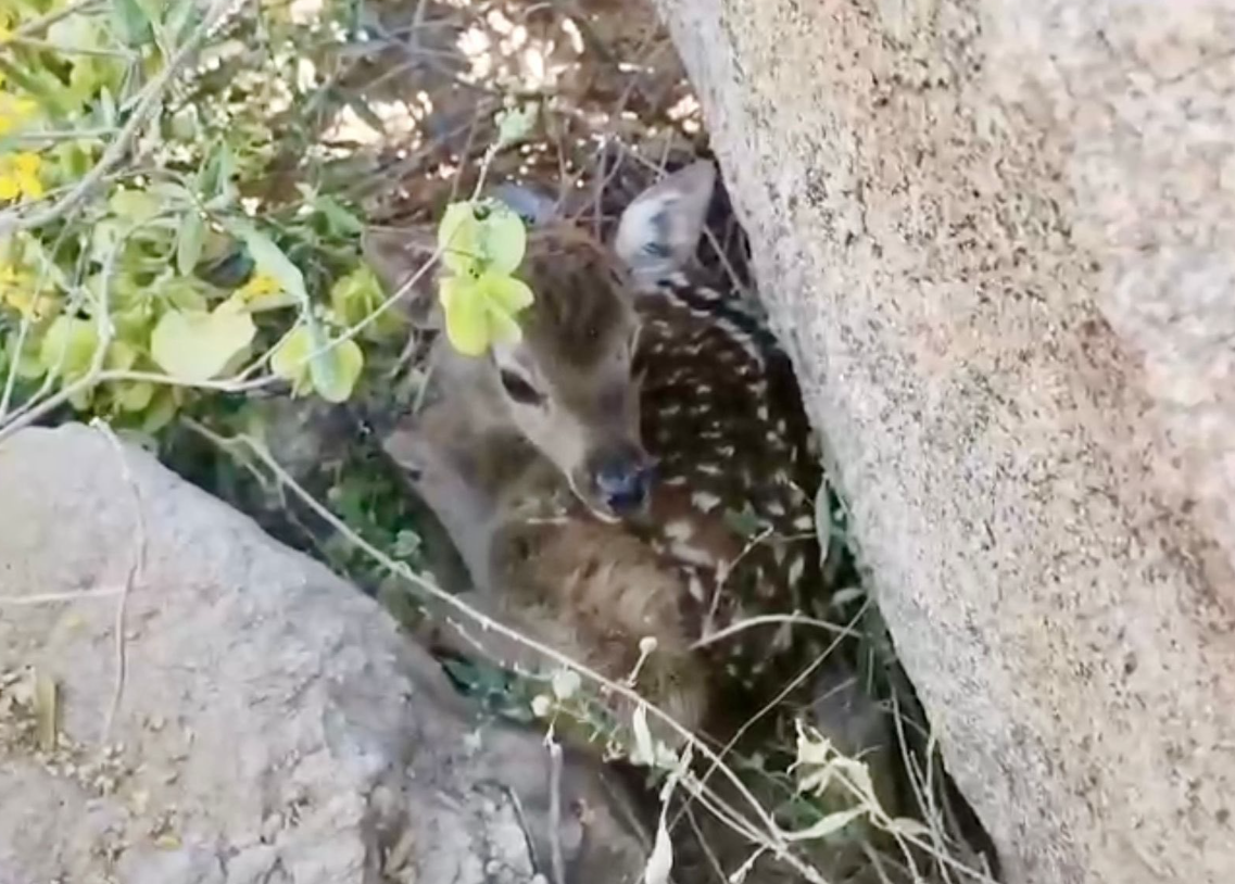 Nace cría de venado sika en el Centro Ecológico de Sonora; gobernador celebra avance en conservación de vida silvestre
