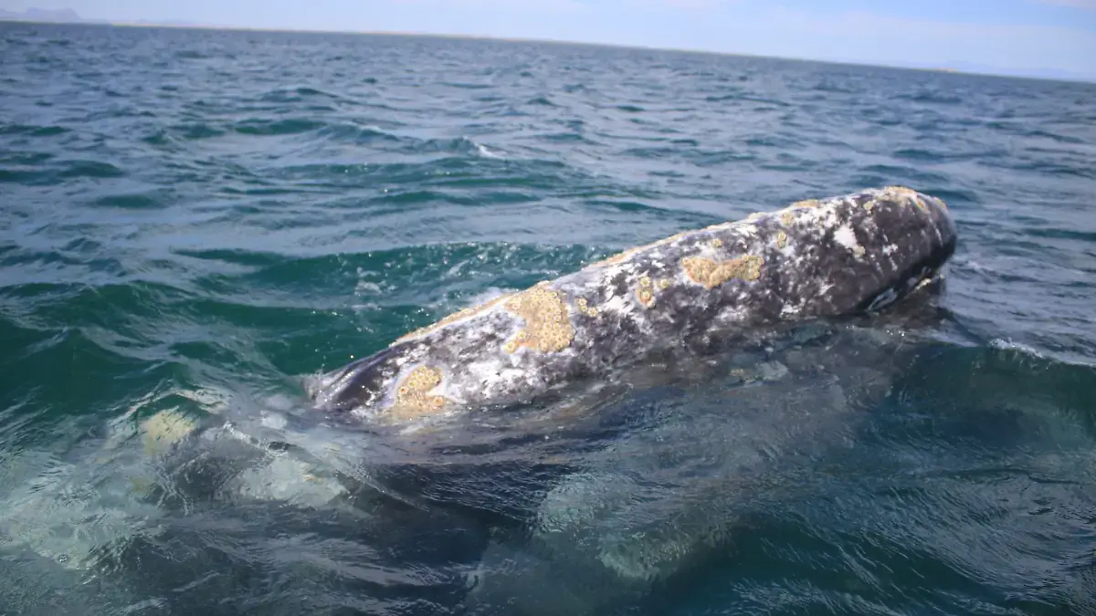 SONORA STAR | El Silencio Blanco: El Cáncer que Viaja en la Grasa de Ballena