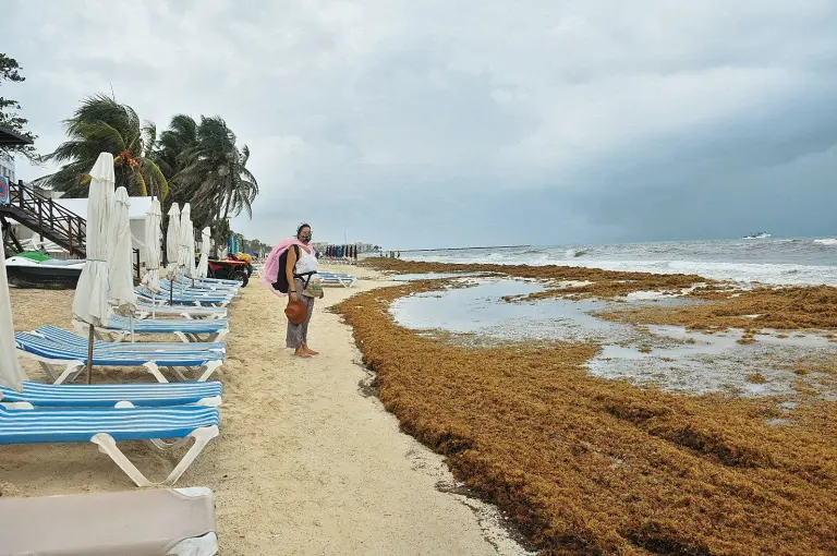 Gobierno federal anuncia estrategia integral para combatir el sargazo en Quintana Roo