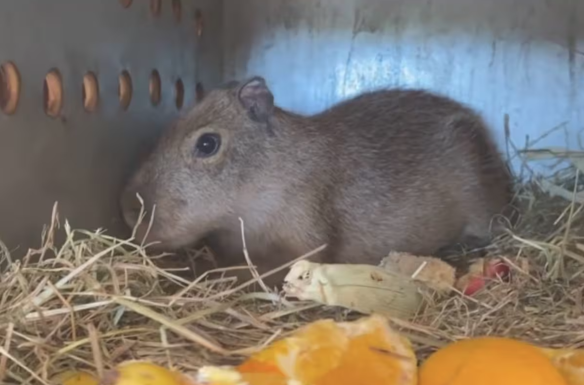Centro Ecológico de Sonora recibe nueva capibara de cuatro meses Centro Ecológico de Sonora recibe nueva capibara de cuatro meses