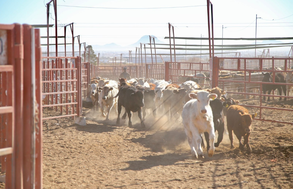 Pese a gusano barrenador, Sonora mantiene en pie reapertura de frontera ganadera: Sagarhpa