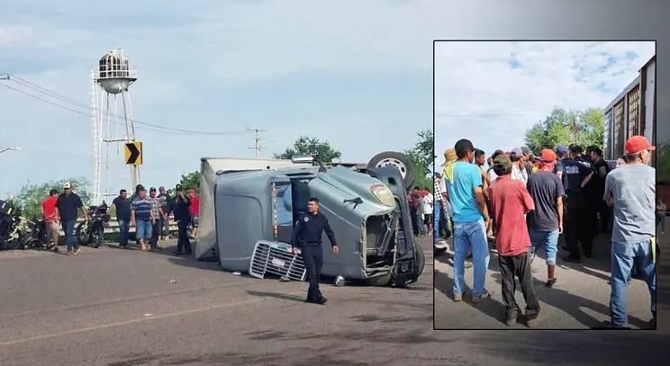 Tráiler con más de 60 cerdos vuelca en Navojoa y desata rapiña entre pobladores