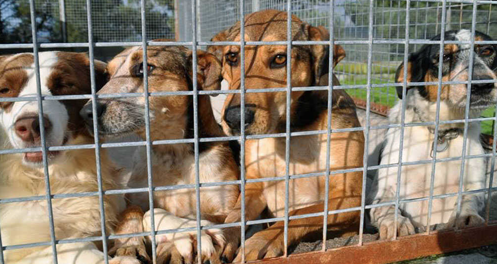 Feria de Adopciones en Hermosillo: conoce dónde y a qué hora podrás adoptar perros y gatos este domingo Feria de Adopciones en Hermosillo: conoce dónde y a qué hora podrás adoptar perros y gatos este domingo