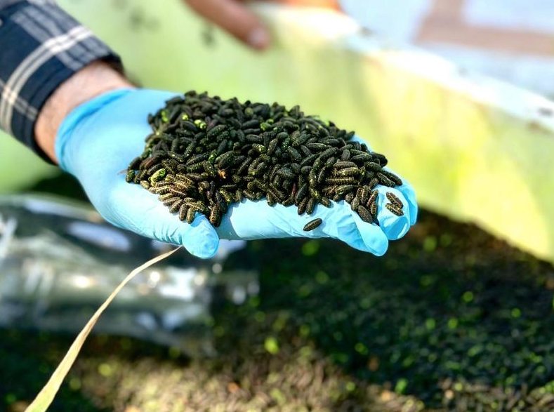Sonora refuerza combate al gusano barrenador con 50 millones de moscas estériles Sonora refuerza combate al gusano barrenador con 50 millones de moscas estériles