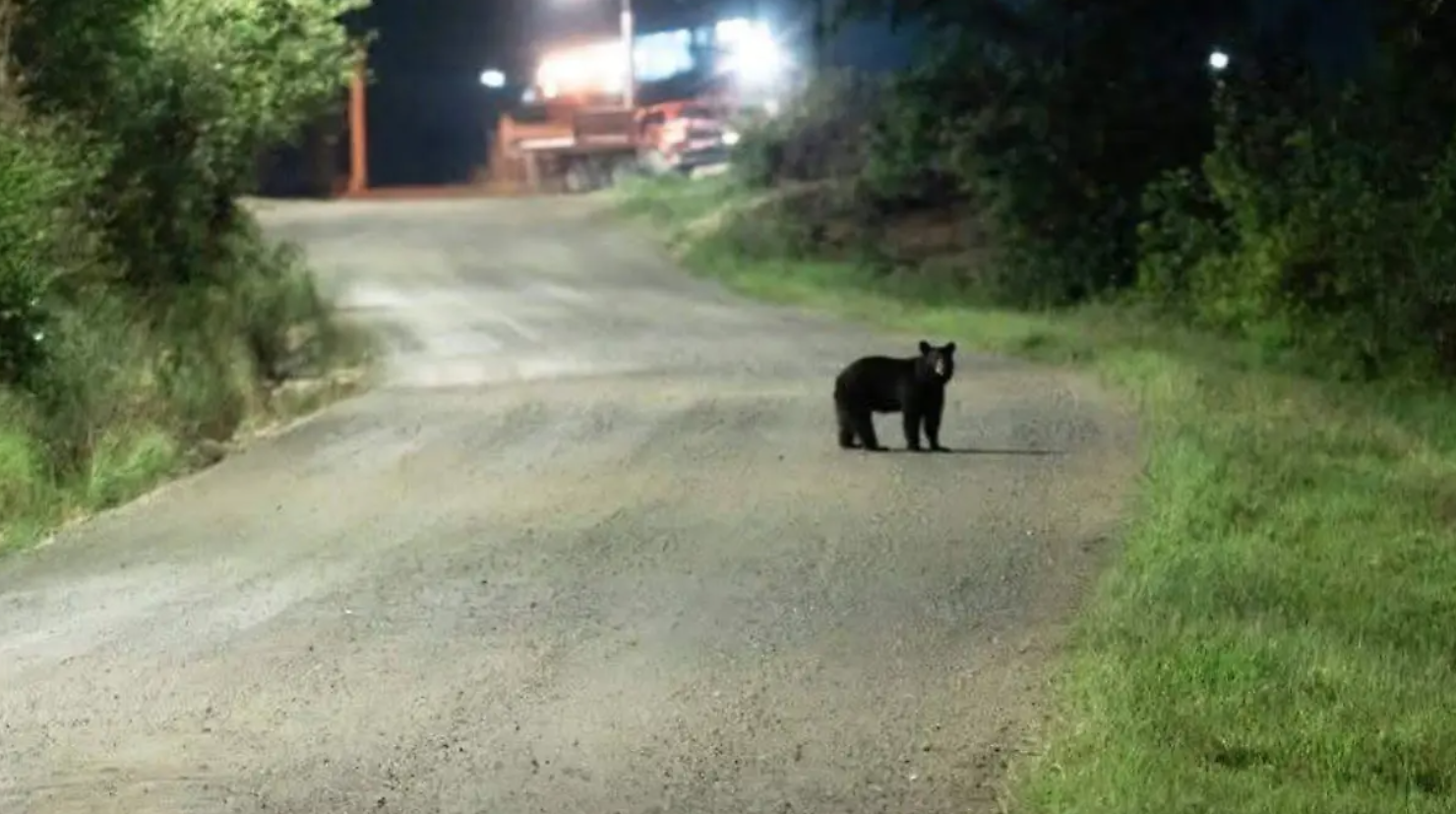 Alertan sobre avistamiento de oso en Cananea; autoridades continúan con la búsqueda del ejemplar