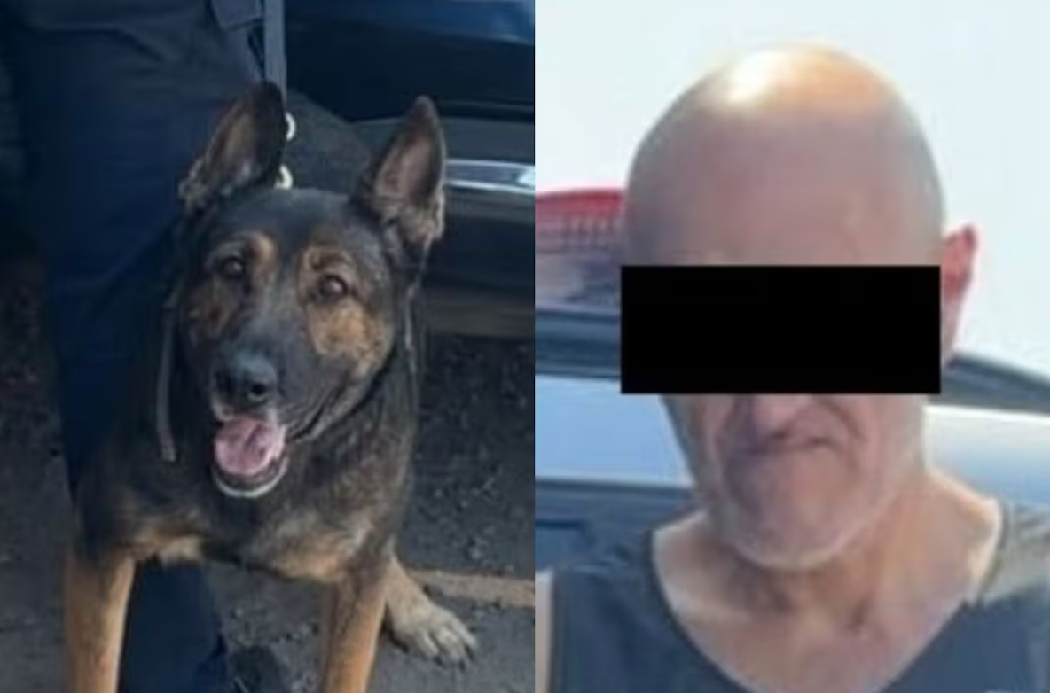 Detienen a un hombre con 10 envoltorios de narcótico en la colonia Los Jardines gracias a operativo de la Unidad K9