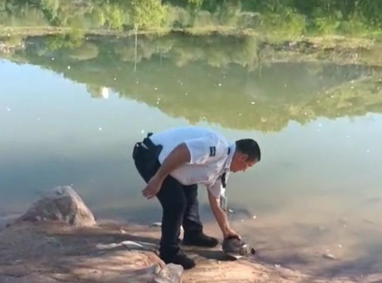 Rescatan a tortuga encontrada en lote baldío y la devuelven a su hábitat Rescatan a tortuga encontrada en lote baldío y la devuelven a su hábitat