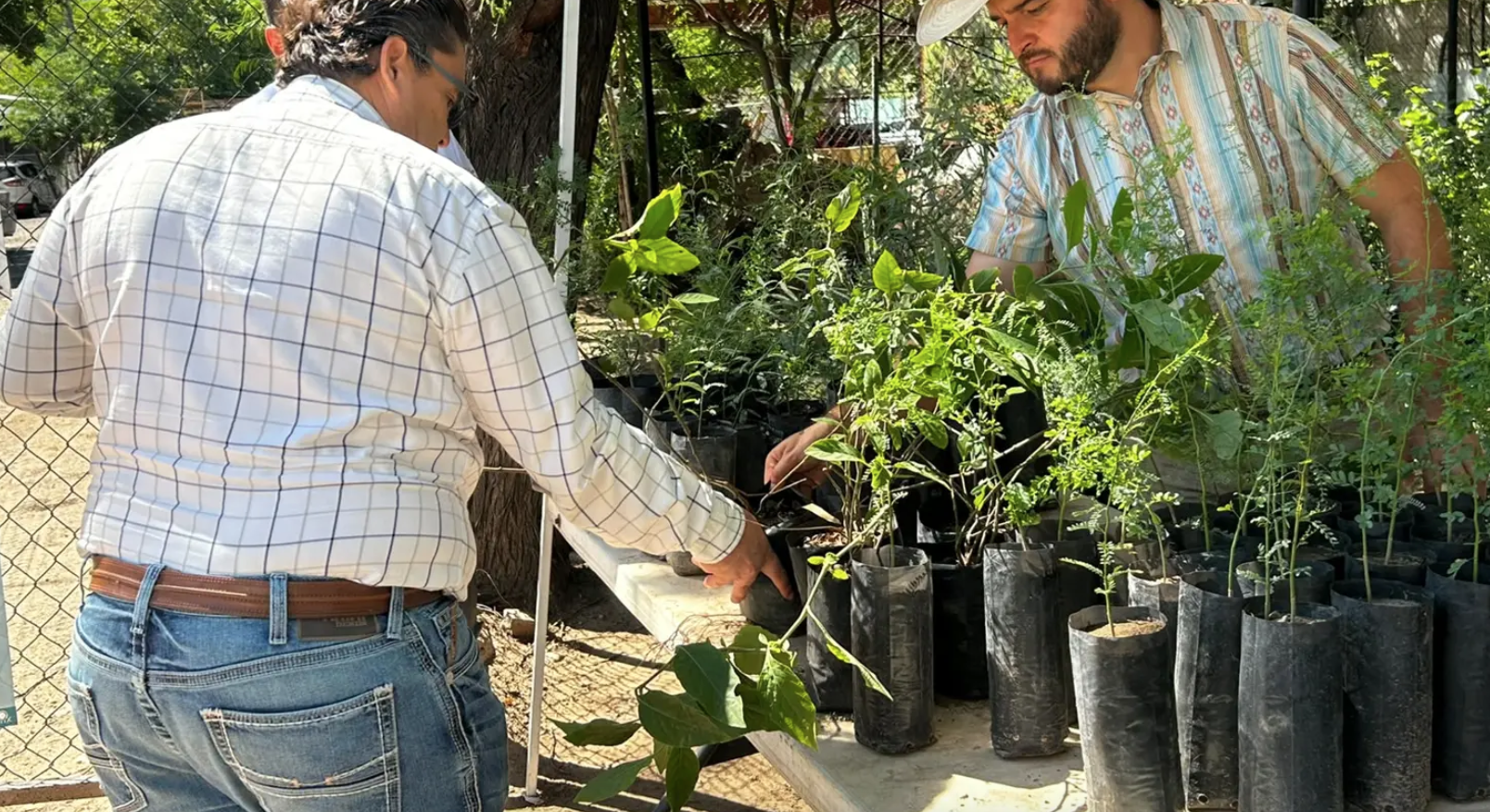 Van 150 árboles entregados en jornada del Vivero Municipal de Hermosillo