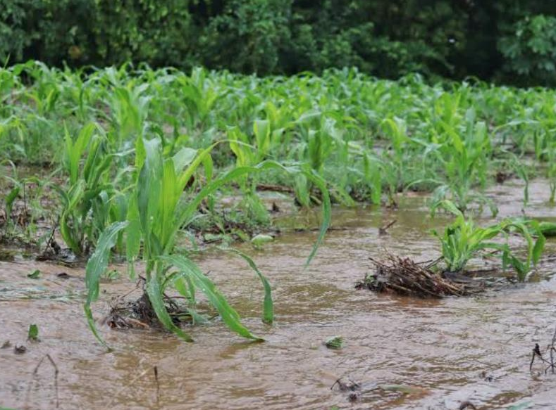 Río Mayo deja bajo el agua 70 hectáreas de maíz en Bacobampo
