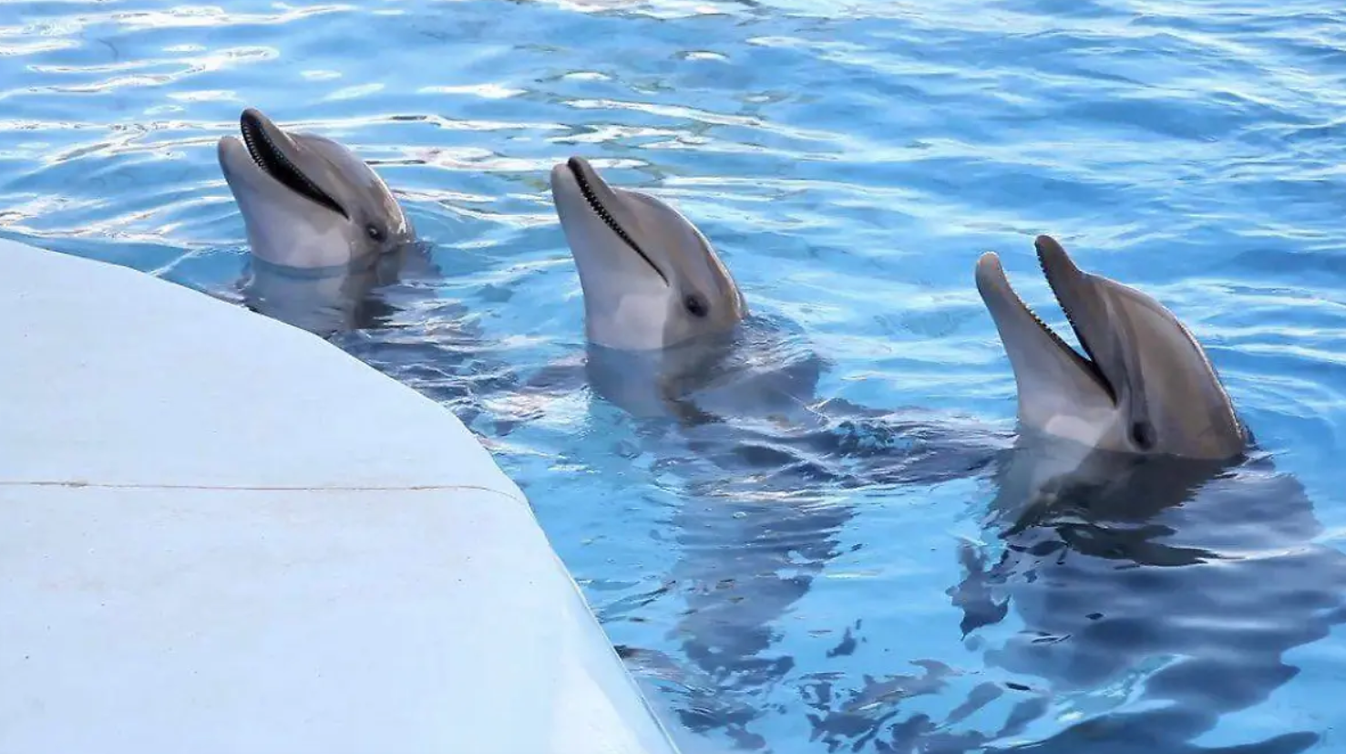 Delfinario Sonora notifica a Profepa el fallecimiento de la delfina Moana; causa de muerte sigue en estudio Delfinario Sonora notifica a Profepa el fallecimiento de la delfina Moana; causa de muerte sigue en estudio