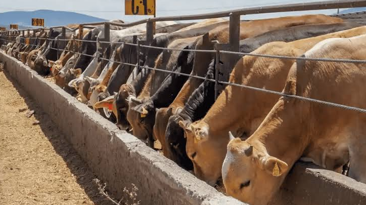 Navojoa suma 29 casos de gusano barrenador; entre los municipios con más registros en Sonora Navojoa suma 29 casos de gusano barrenador; entre los municipios con más registros en Sonora