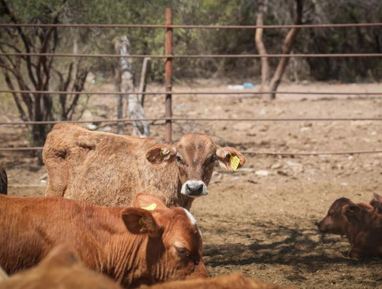 Reabrirán exportación de ganado por Agua Prieta el 20 de octubre