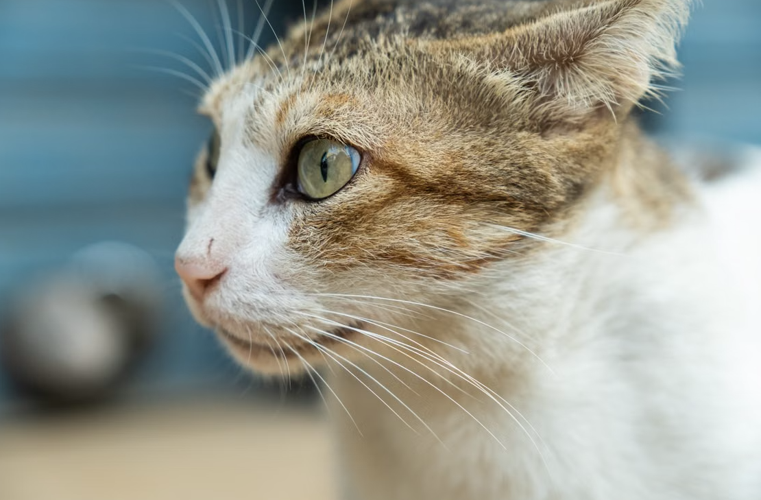 Investigan posible caso de gusano barrenador en un gato de Álamos, Sonora
