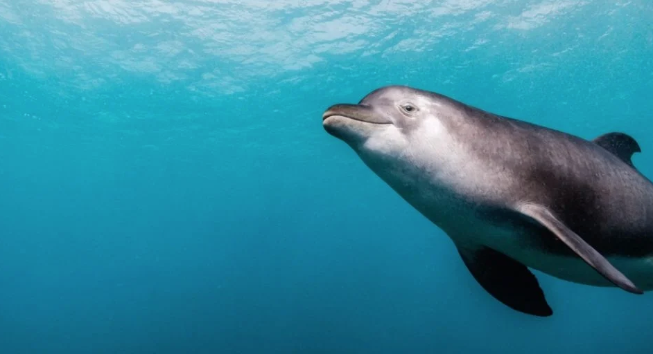 Situación de la vaquita marina en México será analizada por la CITES Situación de la vaquita marina en México será analizada por la CITES