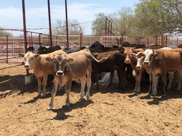 30 de noviembre reabrirá cuarentenaria de Nogales
