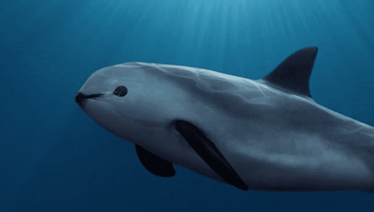 Ambientalistas de Sonora solicitan protección de la vaquita marina y bienestar de las familias pesqueras Ambientalistas de Sonora solicitan protección de la vaquita marina y bienestar de las familias pesqueras