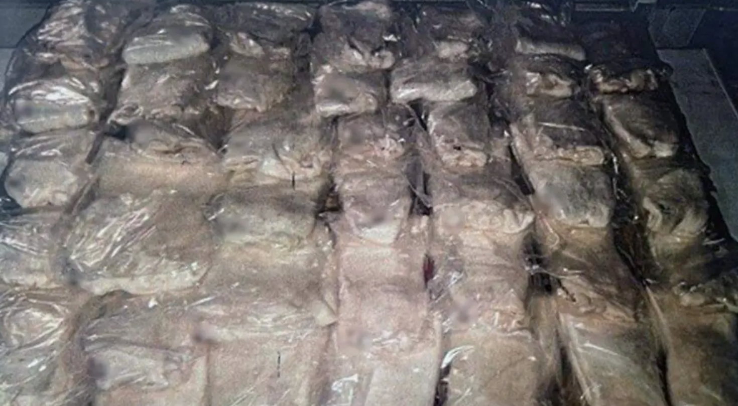 Condenan a traficante de pez totoaba y ordenan reparación de 19 millones de pesos