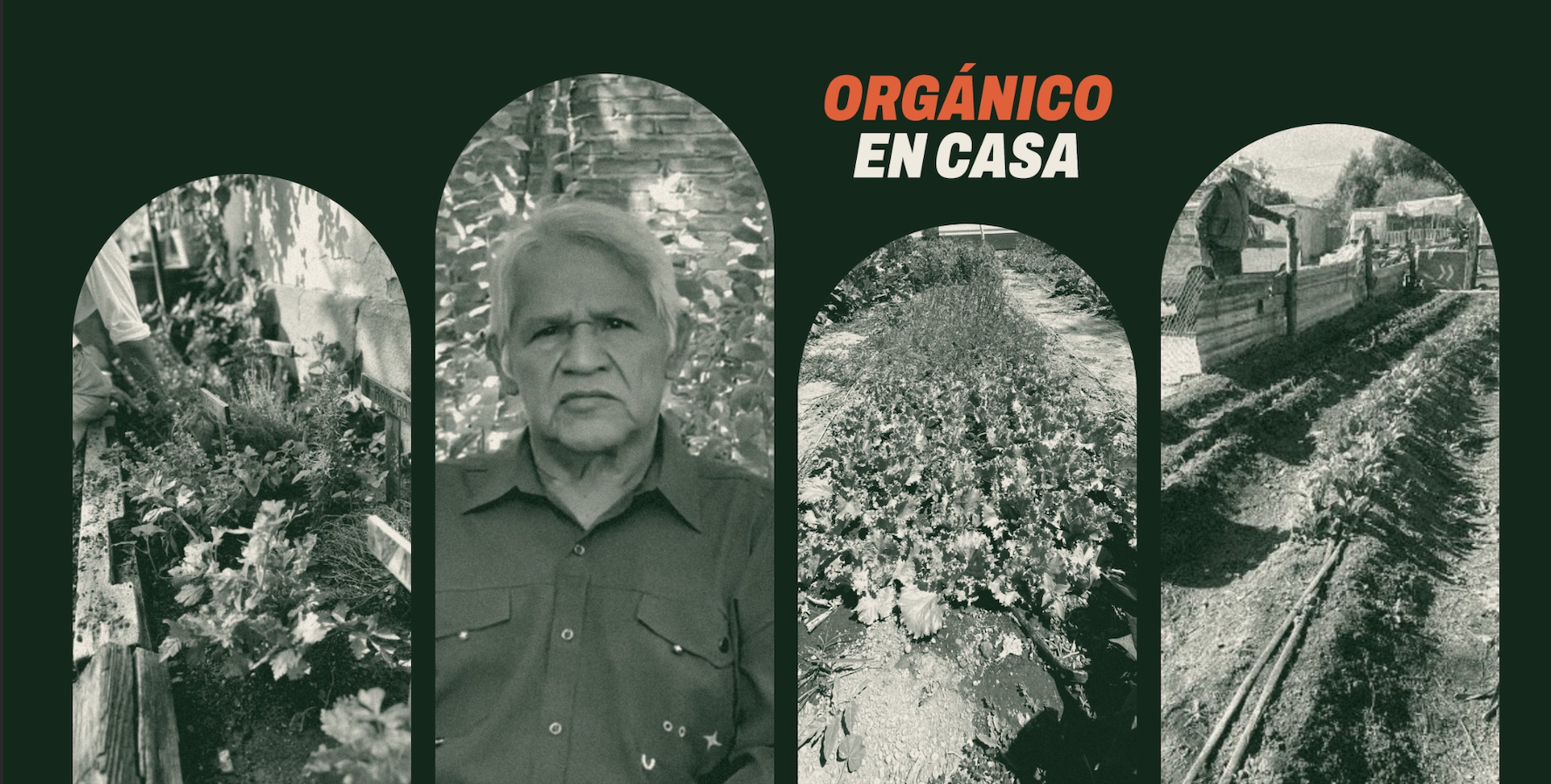 Promueven en Hermosillo el cultivo orgánico de alimentos desde casa Promueven en Hermosillo el cultivo orgánico de alimentos desde casa
