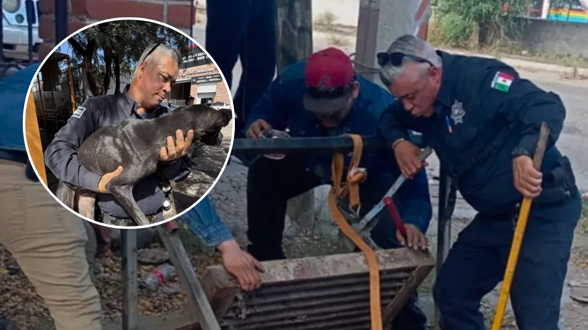 Perrito pasó cinco días atorado en una alcantarilla; policías logran rescatarlo